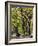 The Mall and Literary Walk with American Elm Trees Forming the Avenue Canopy, New York, USA-Gavin Hellier-Framed Photographic Print