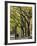 The Mall and Literary Walk with American Elm Trees Forming the Avenue Canopy, New York, USA-Gavin Hellier-Framed Photographic Print