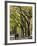 The Mall and Literary Walk with American Elm Trees Forming the Avenue Canopy, New York, USA-Gavin Hellier-Framed Photographic Print