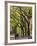 The Mall and Literary Walk with American Elm Trees Forming the Avenue Canopy, New York, USA-Gavin Hellier-Framed Photographic Print