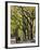 The Mall and Literary Walk with American Elm Trees Forming the Avenue Canopy, New York, USA-Gavin Hellier-Framed Photographic Print