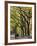 The Mall and Literary Walk with American Elm Trees Forming the Avenue Canopy, New York, USA-Gavin Hellier-Framed Photographic Print