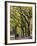 The Mall and Literary Walk with American Elm Trees Forming the Avenue Canopy, New York, USA-Gavin Hellier-Framed Photographic Print