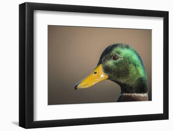 The mallard is a dabbling duck that breeds throughout the Americas, Eurasia, and North Africa.-Richard Wright-Framed Photographic Print