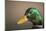 The mallard is a dabbling duck that breeds throughout the Americas, Eurasia, and North Africa.-Richard Wright-Mounted Photographic Print