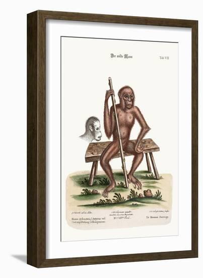 The Man of the Woods, 1749-73-George Edwards-Framed Giclee Print