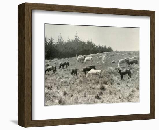 'The Manchurian Ponies on Quail Island, Port Lyttelton', c1907, (1909)-Unknown-Framed Photographic Print