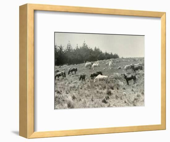 'The Manchurian Ponies on Quail Island, Port Lyttelton', c1907, (1909)-Unknown-Framed Photographic Print