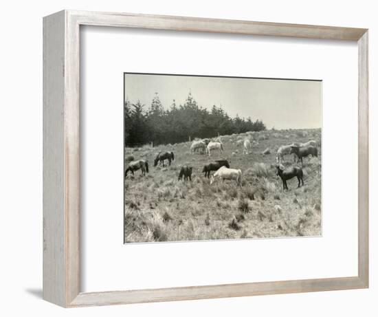 'The Manchurian Ponies on Quail Island, Port Lyttelton', c1907, (1909)-Unknown-Framed Photographic Print