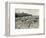 'The Manchurian Ponies on Quail Island, Port Lyttelton', c1907, (1909)-Unknown-Framed Photographic Print