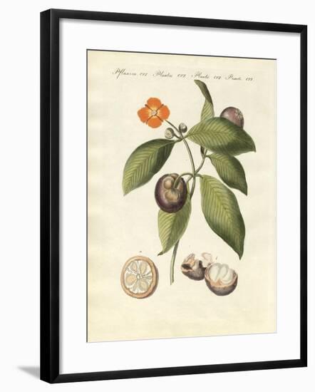 The Mangosteen Tree-null-Framed Giclee Print