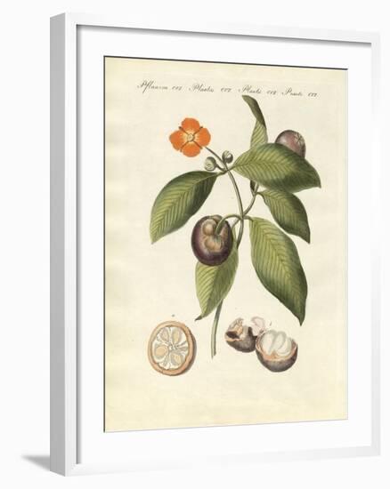 The Mangosteen Tree-null-Framed Giclee Print