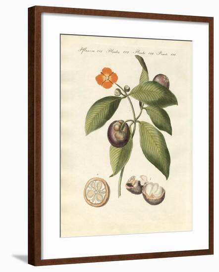 The Mangosteen Tree-null-Framed Giclee Print