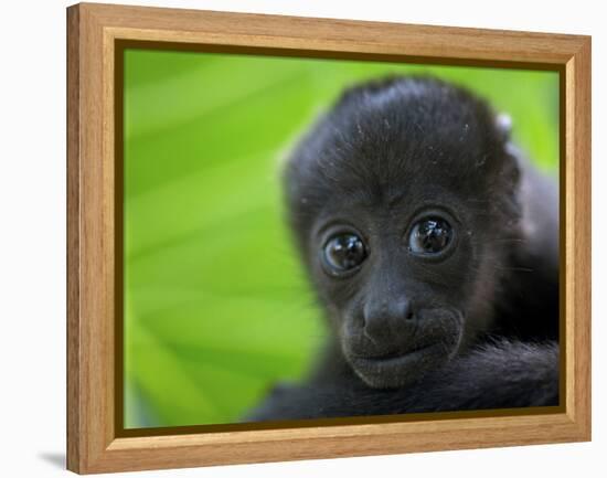 The Mantled Howler, Costa Rica-Andres Morya Hinojosa-Framed Premier Image Canvas