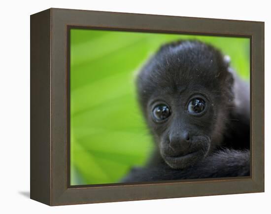 The Mantled Howler, Costa Rica-Andres Morya Hinojosa-Framed Premier Image Canvas