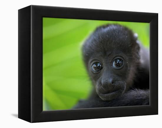 The Mantled Howler, Costa Rica-Andres Morya Hinojosa-Framed Premier Image Canvas