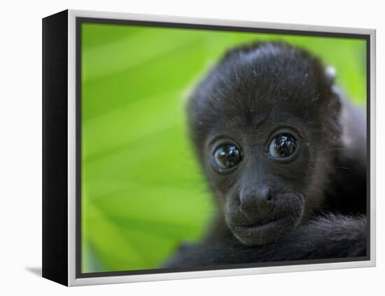 The Mantled Howler, Costa Rica-Andres Morya Hinojosa-Framed Premier Image Canvas