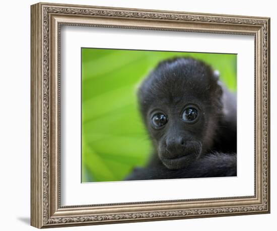 The Mantled Howler, Costa Rica-Andres Morya Hinojosa-Framed Photographic Print