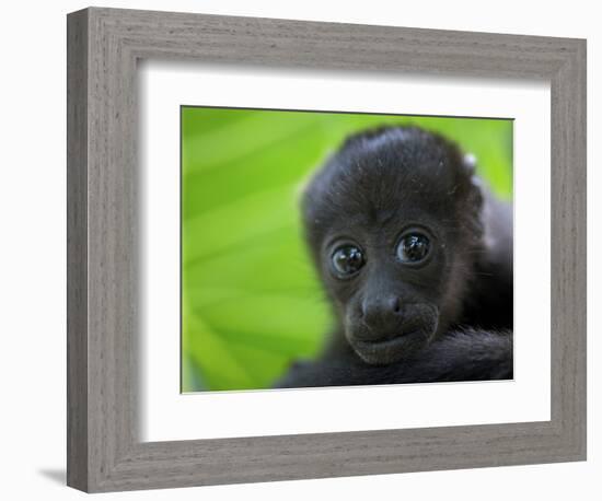 The Mantled Howler, Costa Rica-Andres Morya Hinojosa-Framed Photographic Print