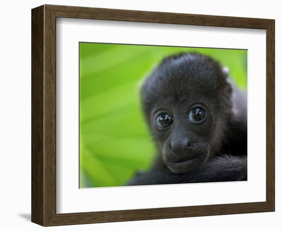 The Mantled Howler, Costa Rica-Andres Morya Hinojosa-Framed Photographic Print