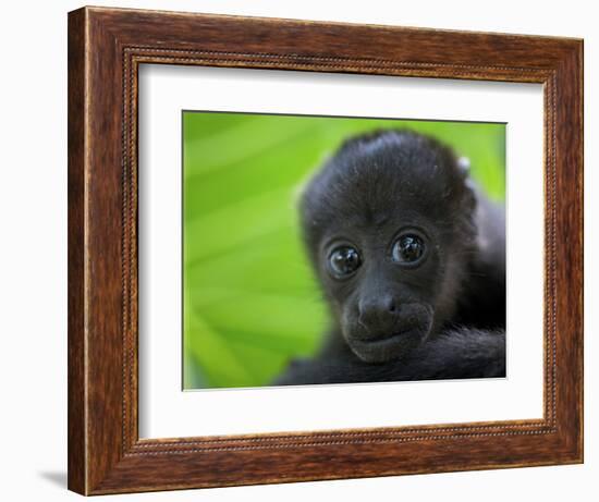 The Mantled Howler, Costa Rica-Andres Morya Hinojosa-Framed Photographic Print