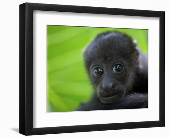 The Mantled Howler, Costa Rica-Andres Morya Hinojosa-Framed Photographic Print