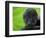 The Mantled Howler, Costa Rica-Andres Morya Hinojosa-Framed Photographic Print