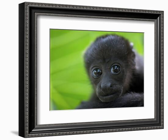 The Mantled Howler, Costa Rica-Andres Morya Hinojosa-Framed Photographic Print