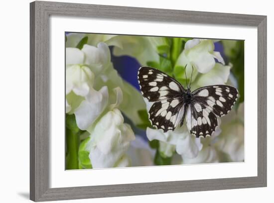 The Marbled White Butterfly, Melanargia Galathea from Europe-Darrell Gulin-Framed Photographic Print