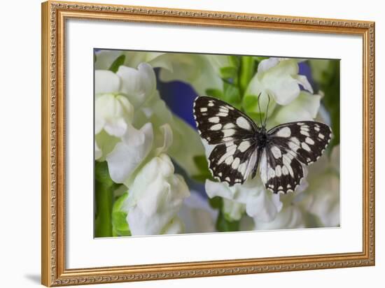 The Marbled White Butterfly, Melanargia Galathea from Europe-Darrell Gulin-Framed Photographic Print