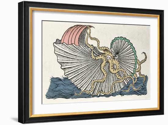 The Marine Monsters: Engraving by Pierre Belon Representing the Argonaut according to Pline's Descr-French School-Framed Giclee Print