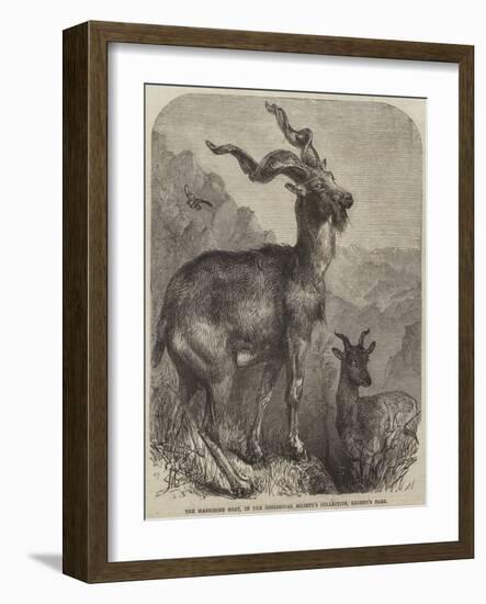 The Markhore Goat, in the Zoological Society's Collection, Regent's Park-null-Framed Giclee Print