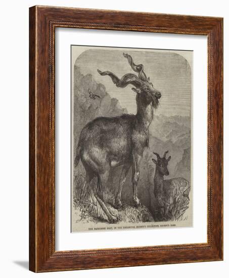 The Markhore Goat, in the Zoological Society's Collection, Regent's Park-null-Framed Giclee Print