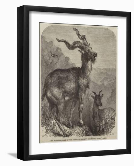 The Markhore Goat, in the Zoological Society's Collection, Regent's Park-null-Framed Giclee Print