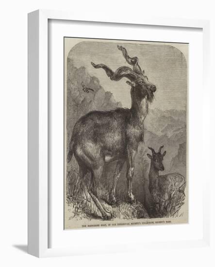 The Markhore Goat, in the Zoological Society's Collection, Regent's Park-null-Framed Giclee Print