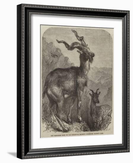 The Markhore Goat, in the Zoological Society's Collection, Regent's Park-null-Framed Giclee Print