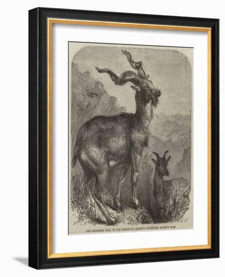 The Markhore Goat, in the Zoological Society's Collection, Regent's Park-null-Framed Giclee Print