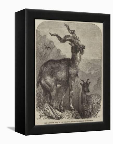 The Markhore Goat, in the Zoological Society's Collection, Regent's Park-null-Framed Premier Image Canvas
