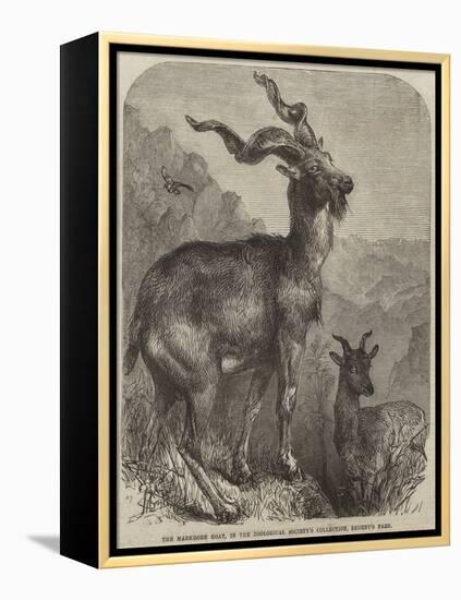 The Markhore Goat, in the Zoological Society's Collection, Regent's Park-null-Framed Premier Image Canvas