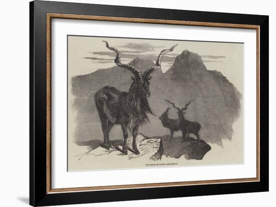 The Markore, Capra Megaceros-null-Framed Giclee Print