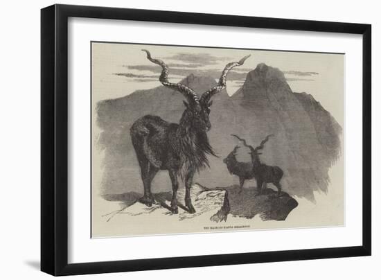 The Markore, Capra Megaceros-null-Framed Giclee Print