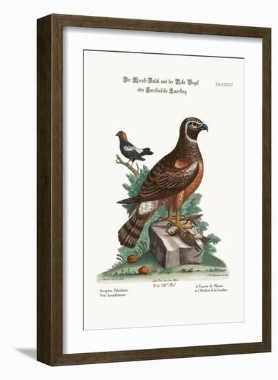 The Marsh-Hawk, and the Reed-Birds, 1749-73-George Edwards-Framed Giclee Print