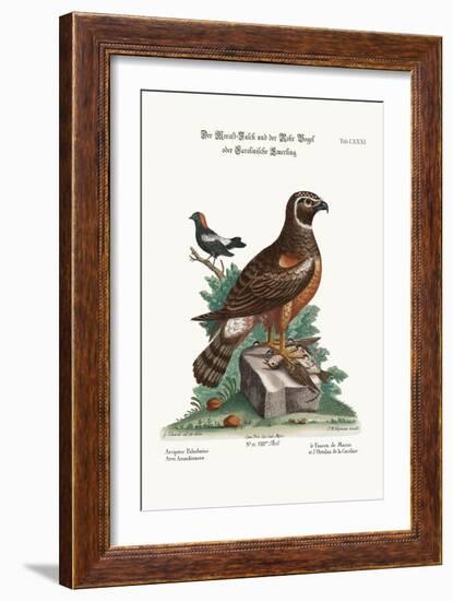 The Marsh-Hawk, and the Reed-Birds, 1749-73-George Edwards-Framed Giclee Print