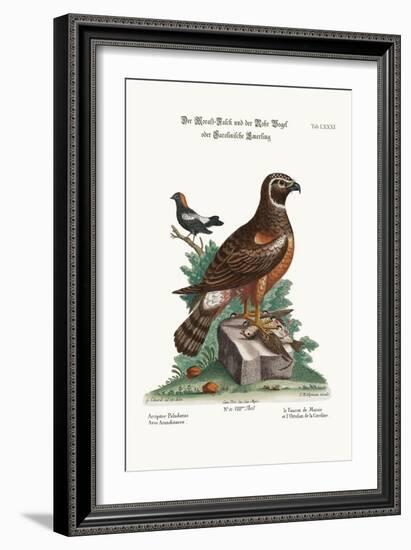 The Marsh-Hawk, and the Reed-Birds, 1749-73-George Edwards-Framed Giclee Print