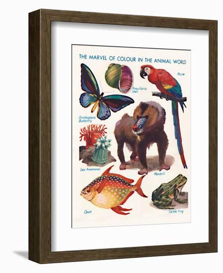 'The Marvel of Colour in the Animal World', 1935-Unknown-Framed Giclee Print