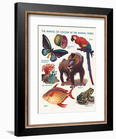 'The Marvel of Colour in the Animal World', 1935-Unknown-Framed Giclee Print