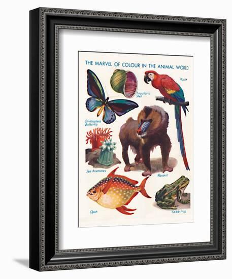 'The Marvel of Colour in the Animal World', 1935-Unknown-Framed Giclee Print