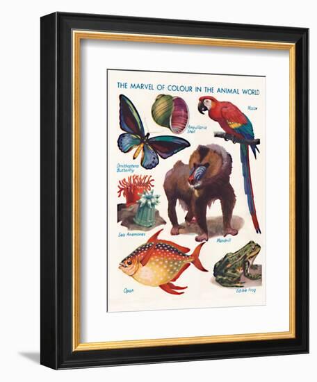 'The Marvel of Colour in the Animal World', 1935-Unknown-Framed Giclee Print