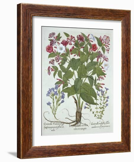 The 'Marvel of Peru' and Two Varieties of Gentian, from 'Hortus Eystettensis', by Basil Besler (156-German School-Framed Giclee Print