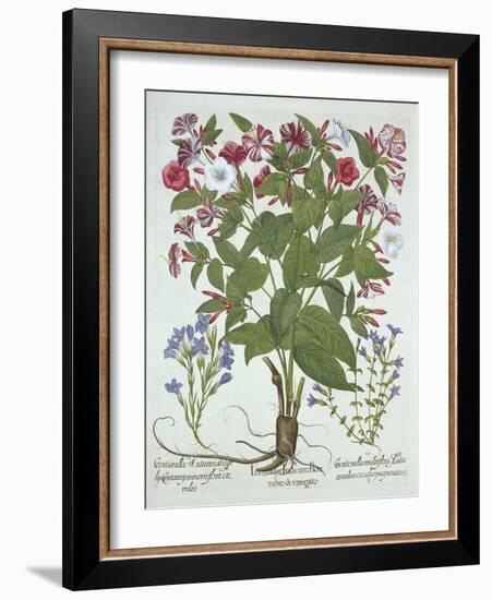 The 'Marvel of Peru' and Two Varieties of Gentian, from 'Hortus Eystettensis', by Basil Besler (156-German School-Framed Giclee Print